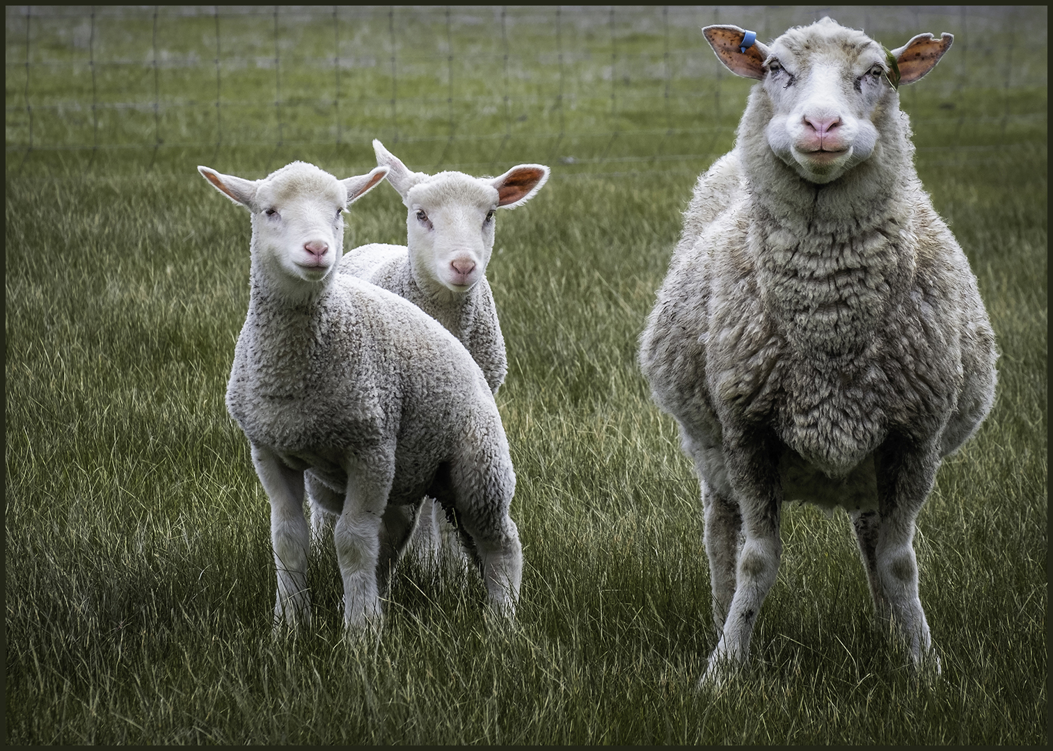 Merit Pauline Mosel Sheep Lambs 9 August 2020   Action