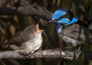 Merit Peter Barrien EFIAP FAPS Wren Feeding Time 9 320x240 September 2020   Night Photography