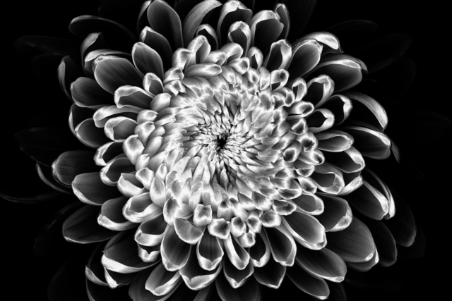 Stevens Mark Chrysanthemum 8 640x480 May 2021   Sports Photography