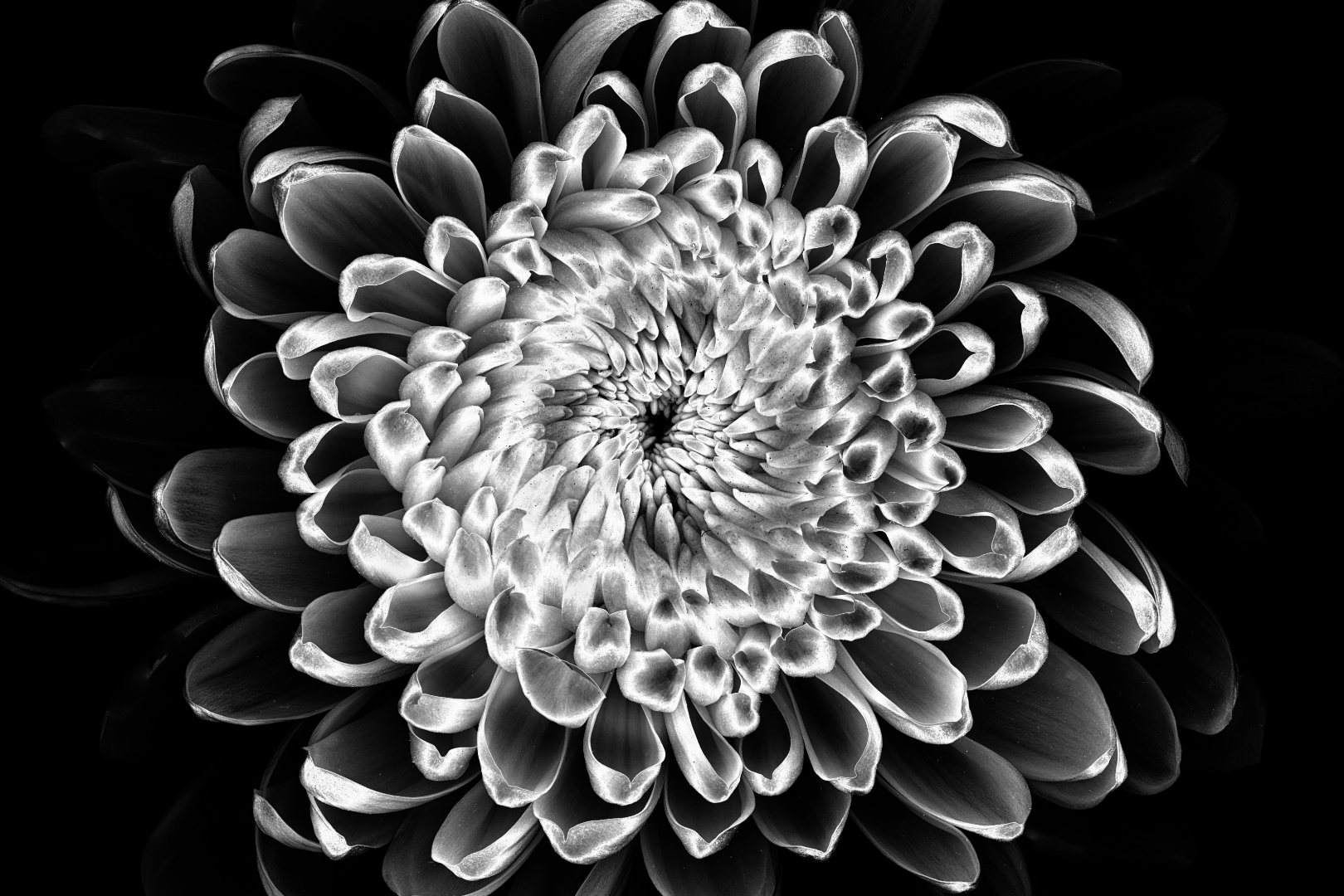 Stevens Mark Chrysanthemum 8 May 2021   Sports Photography