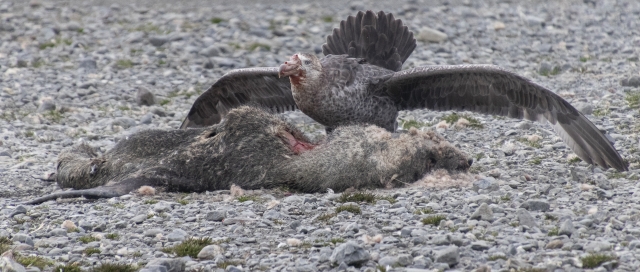 Patterson Lesley Northern Giant Petrel 8 640x480 July 2021   Nature