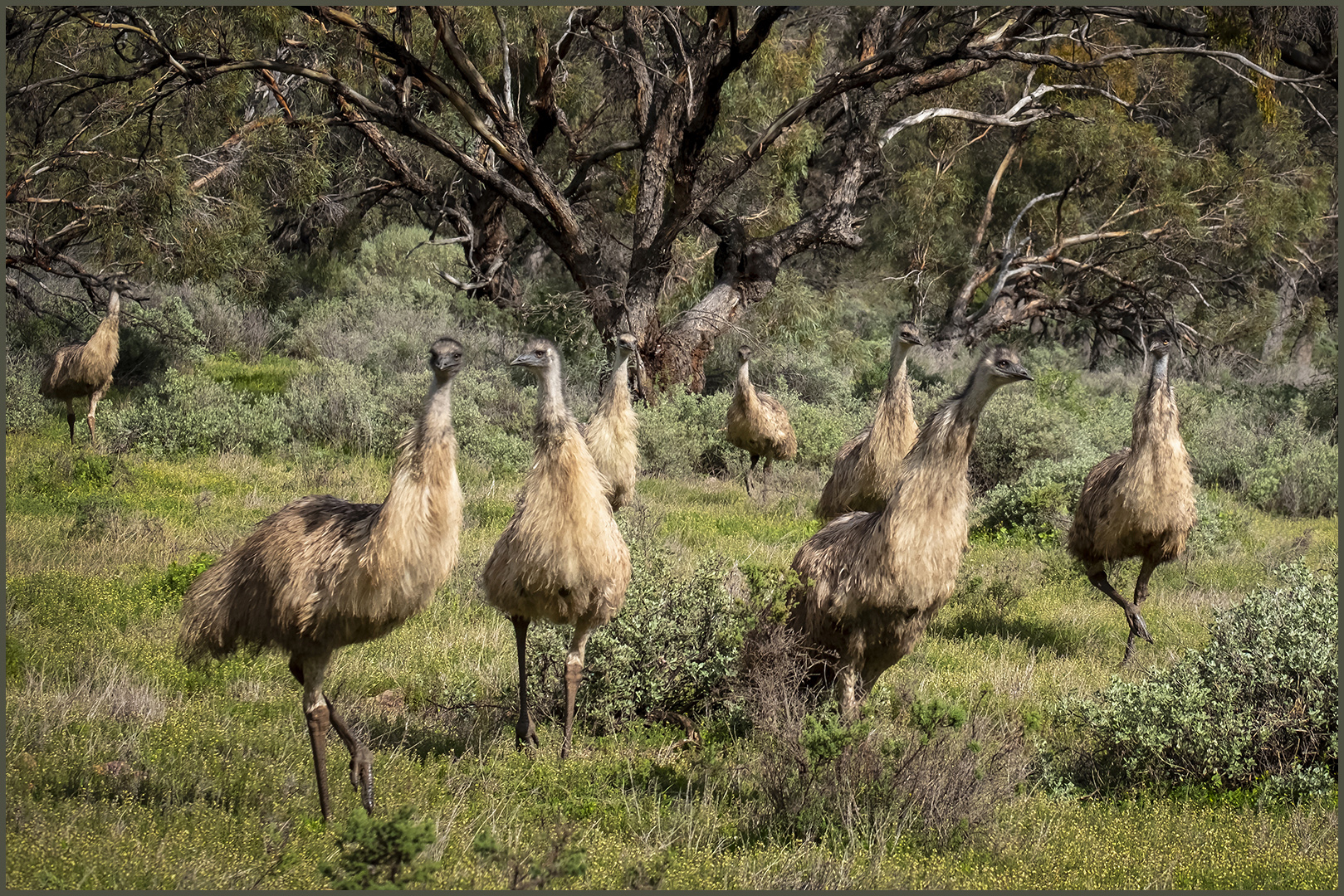 Mosel Pauline A Flock of Emus 8 August 2021   Emotions