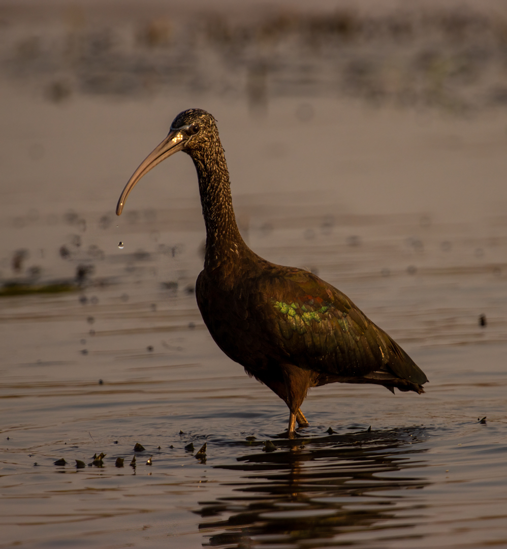 Patterson Ian Glossy Ibis 10 August 2021   Emotions