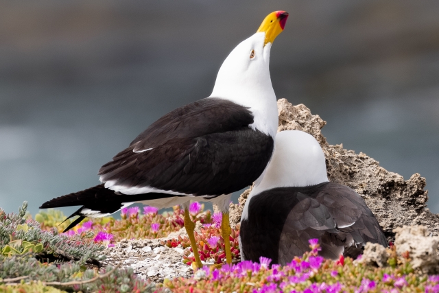 John Walters Pacific Gull 8 1 640x480 November 2021   Crowded Spaces