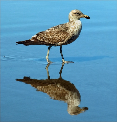 Hodgson John Digital Projected Open A Grade 9 Immature Pacific Gull 640x480 March 2022   Group of Three