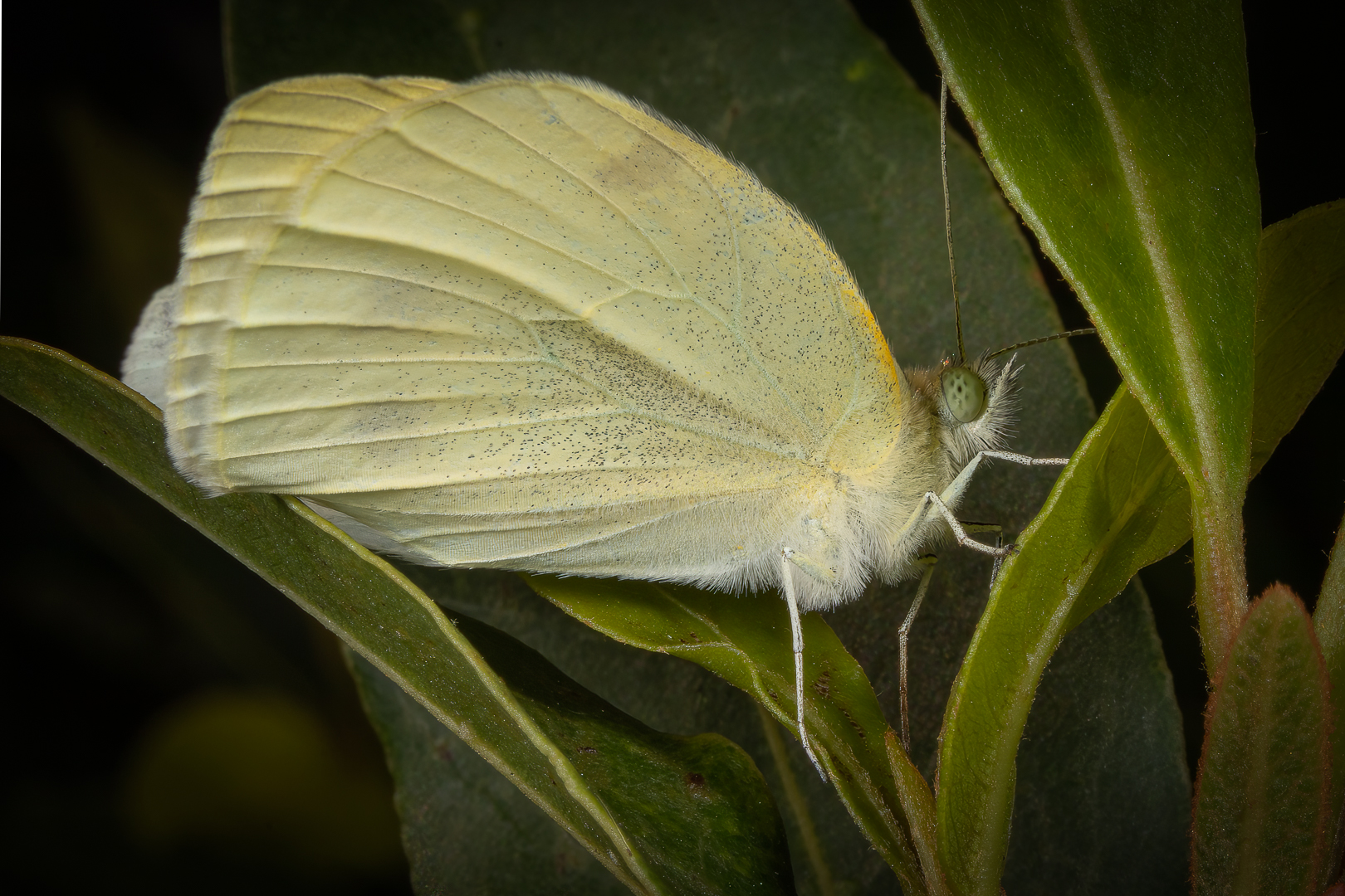 Patterson Lesley Digital Projected Open A Grade 10 Cabbage White Butterfly March 2022   Group of Three