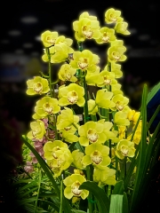Dingle Gary Digital Projected Open B Grade 8 Yellow Orchids 320x240 April 2022   Old Tailem Town