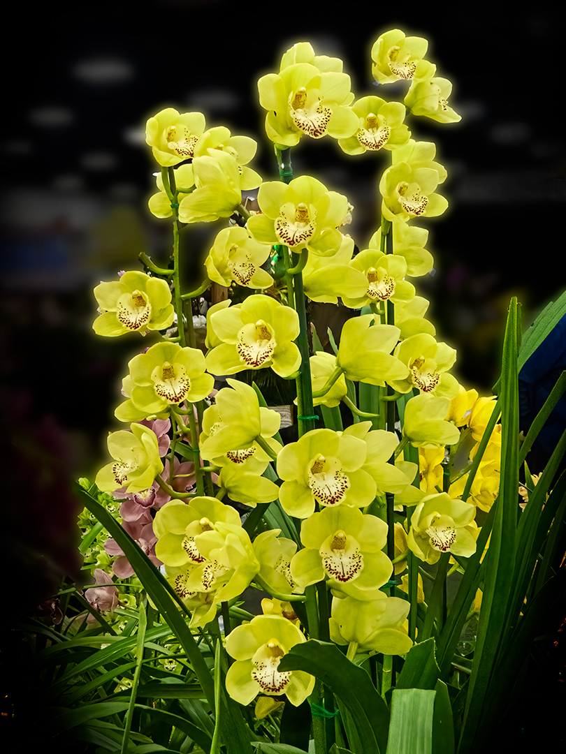 Dingle Gary Digital Projected Open B Grade 8 Yellow Orchids April 2022   Old Tailem Town