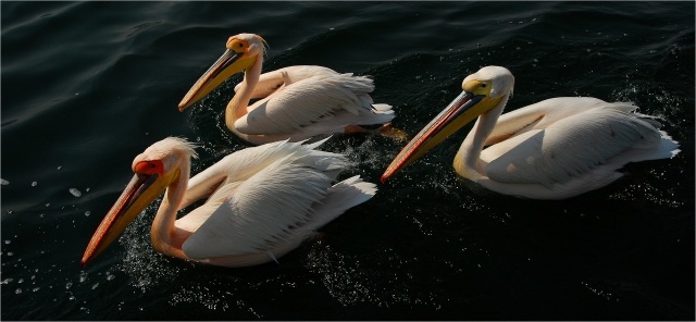 Hodgson John Digital Projected Open A Grade 10 African Pelican Trio 640x480 April 2022   Old Tailem Town