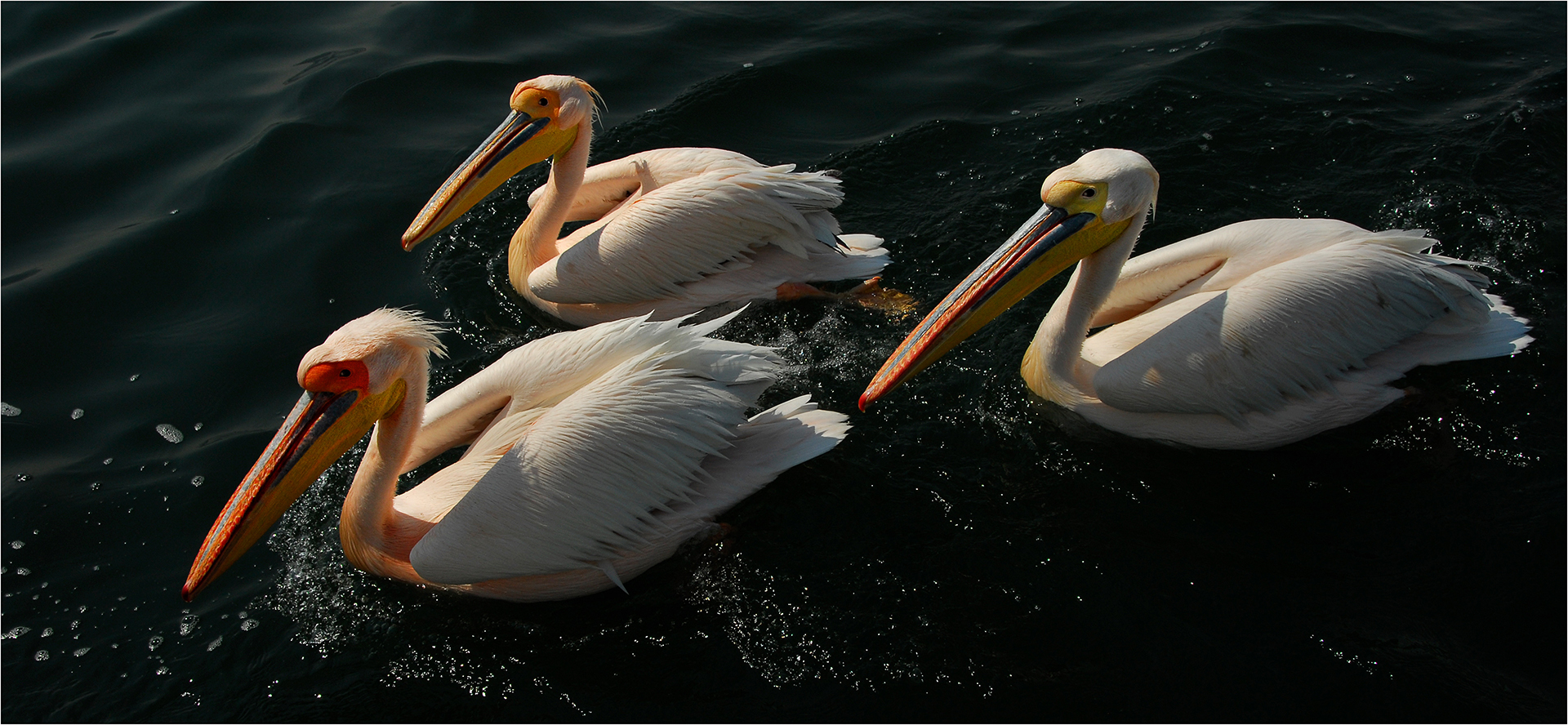 Hodgson John Digital Projected Open A Grade 10 African Pelican Trio April 2022   Old Tailem Town