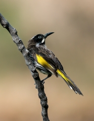 Owers Donald Digital Projected Open A Grade 8 Honeyeater 1 320x240 April 2022   Old Tailem Town