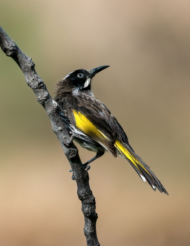 Owers Donald Digital Projected Open A Grade 8 Honeyeater 1 640x480 April 2022   Old Tailem Town