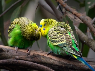 Barrien Peter Digital Projected Open A Grade 8 Budgies in Love 320x240 May 2022   Show Us Your Curves