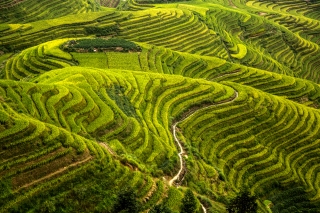 Barrien Peter Digital Projected Set A Grade 10 Logji Rice Fields 320x240 May 2022   Show Us Your Curves