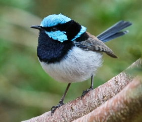 Chiem Huy Digital Projected Open B Grade 9 Superb FairyWren 320x240 May 2022   Show Us Your Curves
