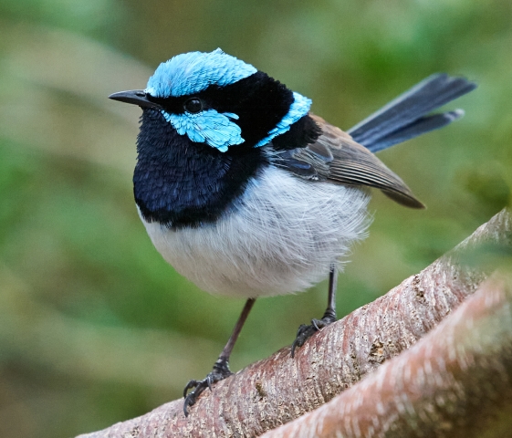 Chiem Huy Digital Projected Open B Grade 9 Superb FairyWren 640x480 May 2022   Show Us Your Curves