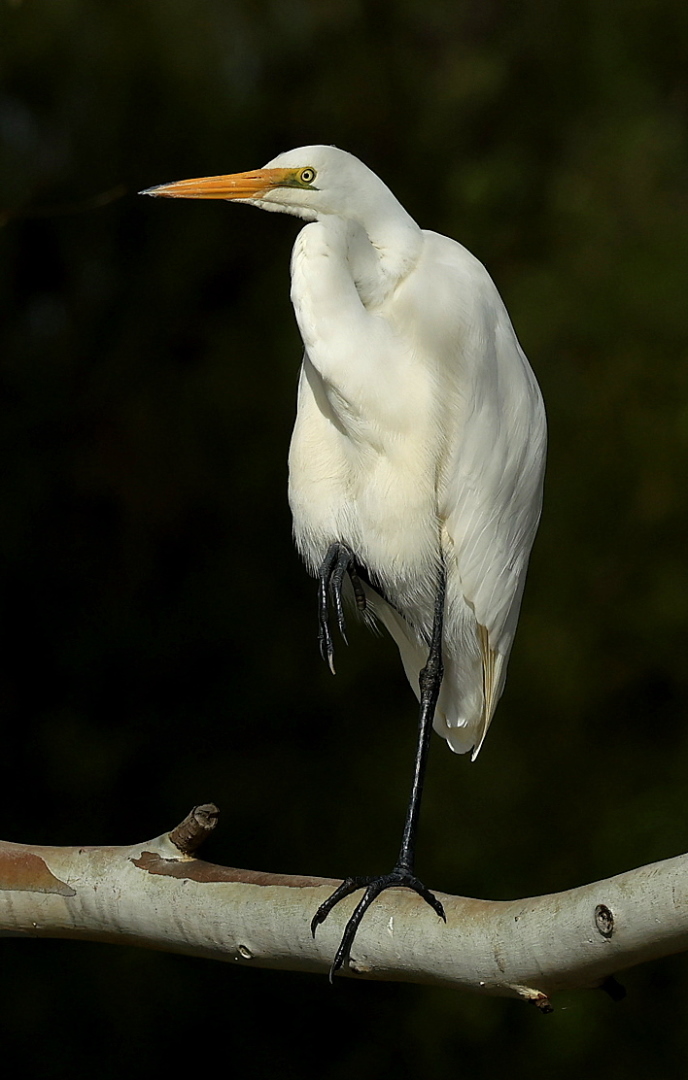 Calo Vince Digital Projected Open A Grade 9 Great Egret July 2022   Action