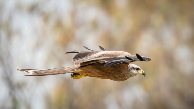 Owers Donald Digital Projected Open A Grade 8 Whistling Kite in Flight 1 640x480 September 2022   Reflections
