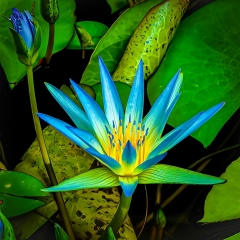 Colour Print Open A Grade Pickles Martin 9 Botanical Garden Waterlily Abstract 1 1 320x240 March 2023   Human or Animal Action