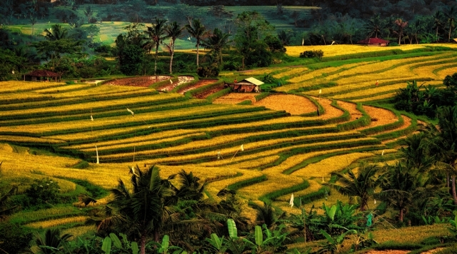 Digital Projected Open A Grade Gooley Terry 8 Rice Terraces EFIAPEPSA FAPS 1 640x480 March 2023   Human or Animal Action