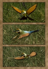 Colour Print Set A Grade Deer Jim 8 Hovering Rainbow Bee Eaters 1 1 320x240 April 2023   Triptych