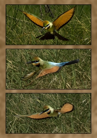 Colour Print Set A Grade Deer Jim 8 Hovering Rainbow Bee Eaters 1 1 640x480 April 2023   Triptych