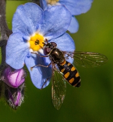 Digital Projected Open A Grade Barrien Peter 9 Hoverfly on Forget Me Not EFIAP FAPS 1 320x240 April 2023   Triptych