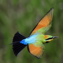 Digital Projected Open A Grade Calo Vince 9 Rainbow Bee Eater in Flight 1 1 320x240 April 2023   Triptych