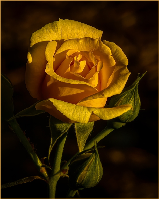 Lange Ross Digital Projected Open A Grade Golden Bloom At Sunset 8 November 2023   Nature in your neighbourhood