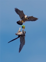 Marafioti Lou Digital Projected Open A Grade Peregrines and Red Rump 10 320x240 November 2023   Nature in your neighbourhood