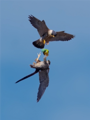 Marafioti Lou Digital Projected Open A Grade Peregrines and Red Rump 10 640x480 November 2023   Nature in your neighbourhood