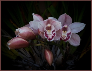 Tiong Penny Colour Print Set A Grade Cymbidium Orchid 9 320x240 November 2023   Nature in your neighbourhood