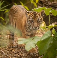 John Walters Tiger Cub 2 320x240 January 2024   Abandoned