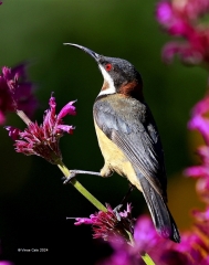 Calo VinceEastern Spinebill9Merit 320x240 February 2024   Stairs/Staircases/Escalators