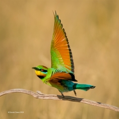 Owers DonaldBee Eater Arabesque10Top Merit 320x240 2024 March   Water