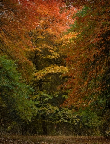 Corina Gul Oaks in Autumn Top Merit 10 640x480 November 2024   Botanicals