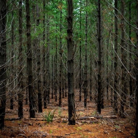 Corina Gul Pine Forest in Spring Merit 9 640x480 November 2024   Botanicals