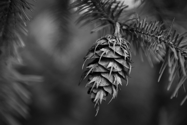 David Heatley Pinecones No. 1 Highly Commended 8 640x480 November 2024   Botanicals