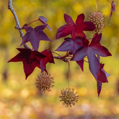 Donald Owers Autumn Chestnuts Top Merit 10 640x480 November 2024   Botanicals