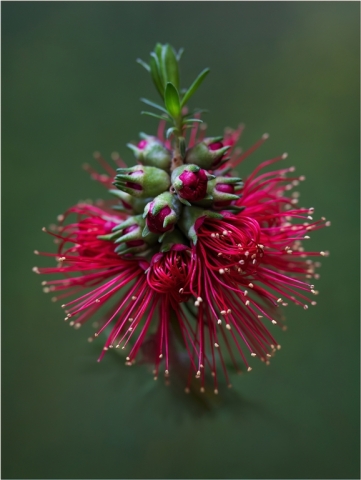 Heather Flint Unfurling Top Merit 10 640x480 November 2024   Botanicals