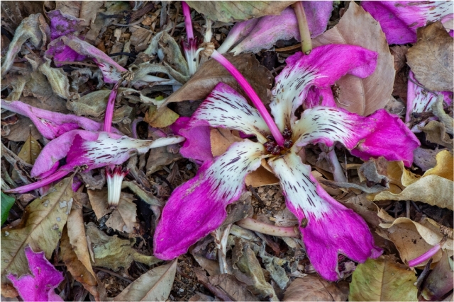 John Hodgson EFIAPb AF EFIAP FAPS AV GMAPS Flowers Dropping to Ground Highly Commended 8 640x480 November 2024   Botanicals