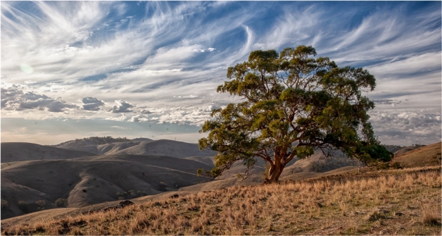 John Hodgson EFIAPb AF EFIAP FAPS AV GMAPS Southern Flinders Landscape 7 Merit 9 640x480 November 2024   Botanicals