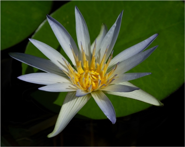 John Hodgson EFIAPb AF EFIAP FAPS AV GMAPS Water Lily 3 Highly Commended 8 640x480 November 2024   Botanicals