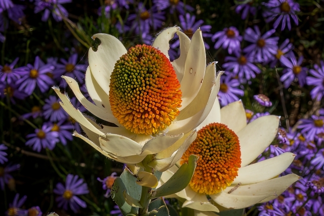 John Walters Protea Highly Commended 8 640x480 November 2024   Botanicals