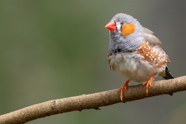 John Walters Zebra Finch Highly Commended 8 640x480 November 2024   Botanicals