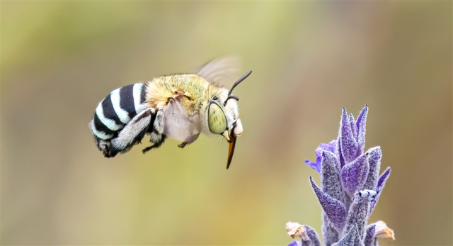 Lesley Patterson AFIAP AAPS Incoming Blue Bee Top Merit 10 640x480 November 2024   Botanicals