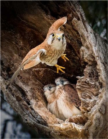 Lou Marafioti EFIAPg GMAPS Kestrel Nest Top Merit 10 640x480 November 2024   Botanicals