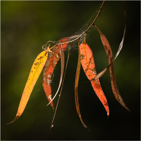 Lou Marafioti EFIAPg GMAPS Translucent Leaves Top Merit 10 640x480 November 2024   Botanicals