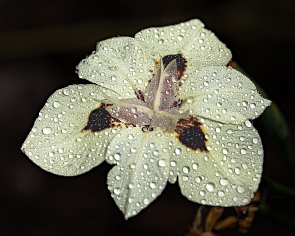 Martin Newland EFIAPb QPSA MAPS Morning Dew Highly Commended 8 640x480 November 2024   Botanicals