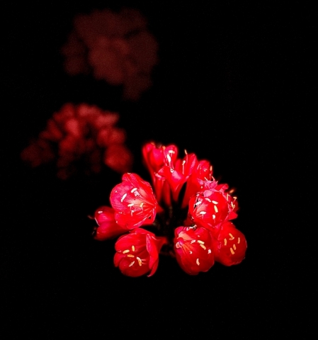 Michael Foley Flowers Reaching for Light Highly Commended 8 640x480 November 2024   Botanicals